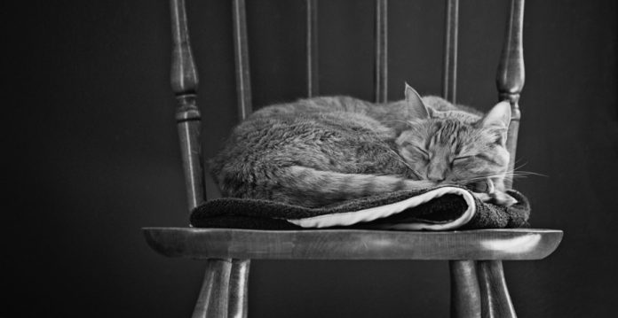 Las fotos de gatos en Flickr son así