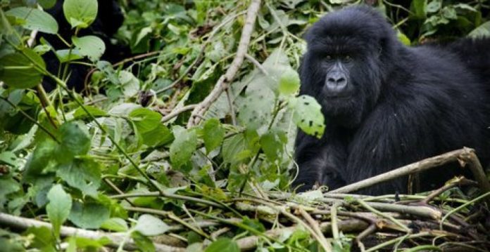 El parque de Virunga es una importante reserva mundial del gorila de montaña