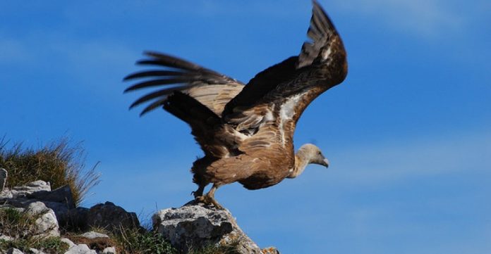 Un buitre alzando el vuelo. 