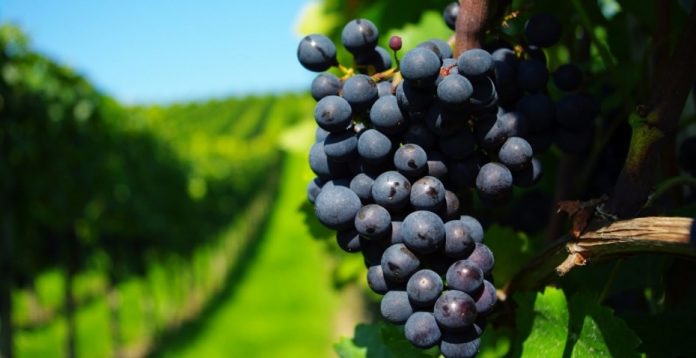 Septiembre, temporada de vinos