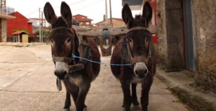 La Zamora más rural