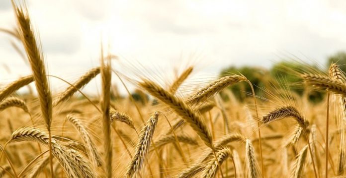 La enfermedad celíaca es un intolerancia permanente al gluten del trigo, cebada, centeno y probablemente avena que se presenta en individuos genéticamente predispuestos